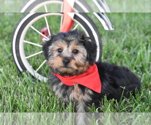 Yorkshire Terrier Puppy for sale in ELDORADO, OH, USA
