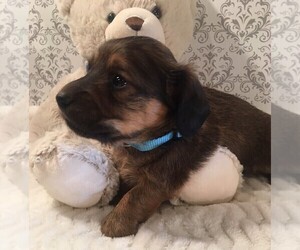 Dachshund Puppy for sale in BUCHANAN, GA, USA
