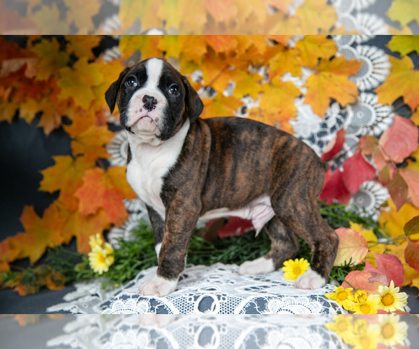 Medium Photo #3 Boxer Puppy For Sale in SHILOH, OH, USA