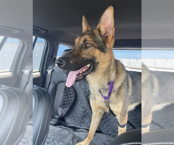 Medium Photo #15 German Shepherd Dog Puppy For Sale in Brewster, NY, USA