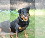 Small #2 Rottweiler