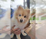 Small Pomeranian
