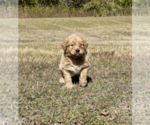 Small Photo #3 Goldendoodle Puppy For Sale in WILLIS, TX, USA