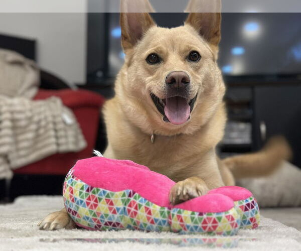 Medium Photo #3 Unknown-white german shepherd Mix Puppy For Sale in Hoffman Estates, IL, USA