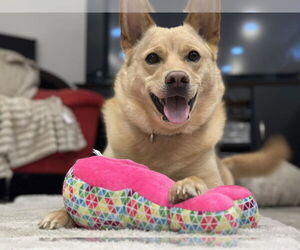 Vaquita - Female Unknown-white german shepherd Mix Dog for Adoption - Photo #3
