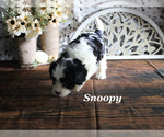 Small #12 Cavapoo