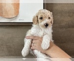 Small Photo #3 Goldendoodle Puppy For Sale in ABILENE, TX, USA