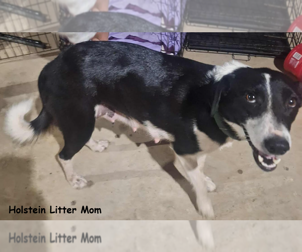 Medium Photo #4 Border Collie-Unknown Mix Puppy For Sale in Wakefield, RI, USA