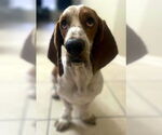 Small #1 Basset Hound