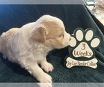 Small Photo #4 Border Collie Puppy For Sale in GIDDINGS, TX, USA