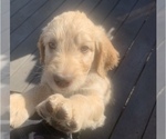 Small Photo #55 Goldendoodle Puppy For Sale in PORTLAND, OR, USA