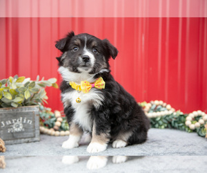 Medium Miniature Australian Shepherd