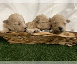 Goldendoodle (Miniature) Puppy for sale in MORGANTON, NC, USA