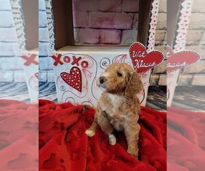 Goldendoodle-Poodle (Standard) Mix Puppy for sale in CARROLLTON, TX, USA