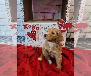 Goldendoodle-Poodle (Standard) Mix Puppy for sale in CARROLLTON, TX, USA