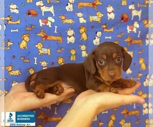 Dachshund Puppy for sale in WINNSBORO, LA, USA