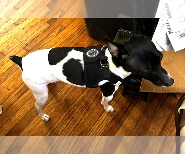 Medium Photo #1 Rat Terrier Puppy For Sale in CLAREMORE, OK, USA