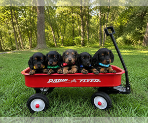 Dachshund Litter for sale in COLE CAMP, MO, USA