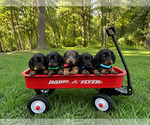 Small Dachshund