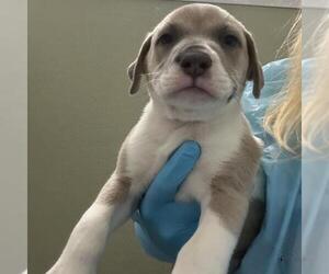 American Staffordshire Terrier-Unknown Mix Dogs for adoption in San Antonio, TX, USA