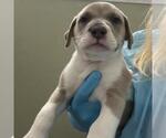Small American Staffordshire Terrier Mix