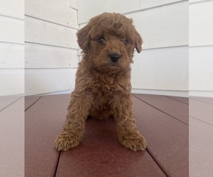 Poodle (Miniature) Puppy for sale in FREDERICKSBURG, OH, USA