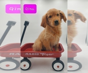 Golden Retriever Puppy for sale in GOSHEN, IN, USA