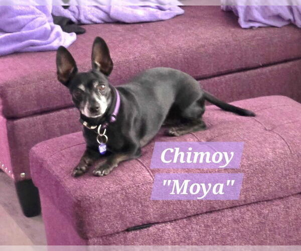 Medium Photo #21 Chiweenie Puppy For Sale in Plantation, FL, USA