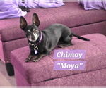 Small #20 Chiweenie
