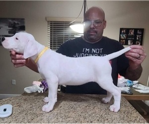 Dogo Argentino Puppy for sale in ASTATULA, FL, USA