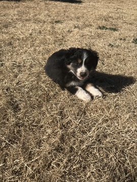 Medium Photo #3 Australian Shepherd Puppy For Sale in SHALLOWATER, TX, USA