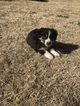 Small Photo #3 Australian Shepherd Puppy For Sale in SHALLOWATER, TX, USA