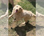 Small #2 Retriever  Mix