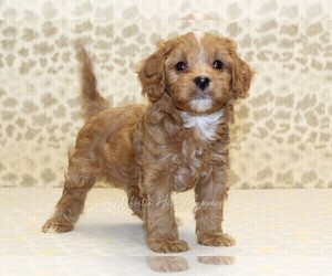 Cavapoo Puppy for sale in DENVER, PA, USA
