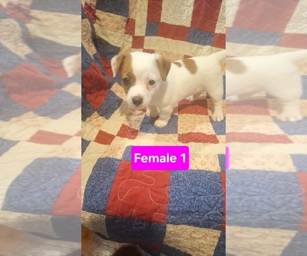 Medium Photo #1 Jack Russell Terrier Puppy For Sale in MOUNT STERLING, KY, USA