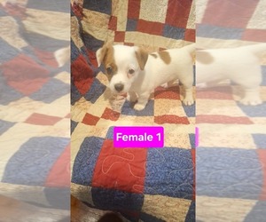 Jack Russell Terrier Puppy for sale in MOUNT STERLING, KY, USA