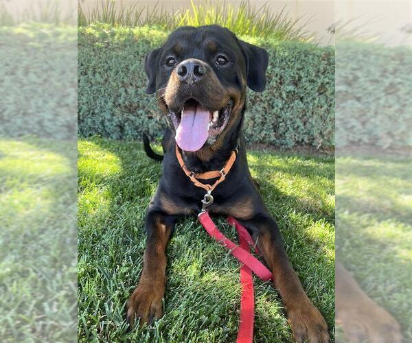 Medium Photo #1 Rottweiler-Unknown Mix Puppy For Sale in Elk Grove, CA, USA