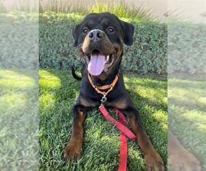 Rottweiler-Unknown Mix Dogs for adoption in Elk Grove, CA, USA