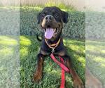 Small Rottweiler Mix