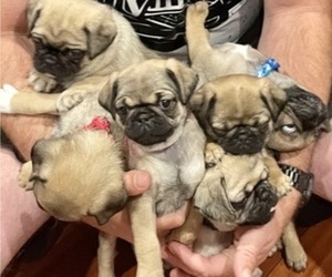 Pug Puppy for sale in SANTEE, CA, USA