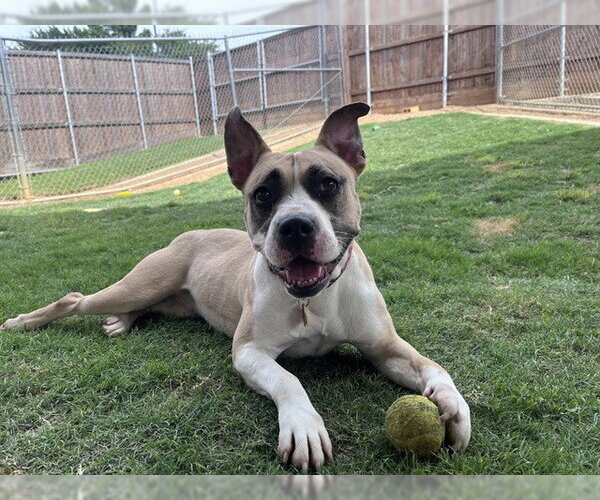 Medium Photo #3 Mutt Puppy For Sale in Plano, TX, USA
