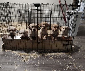 Labrador Retriever Puppy for sale in DODGEVILLE, WI, USA