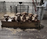 Image preview for Ad Listing. Nickname: Litter of 5