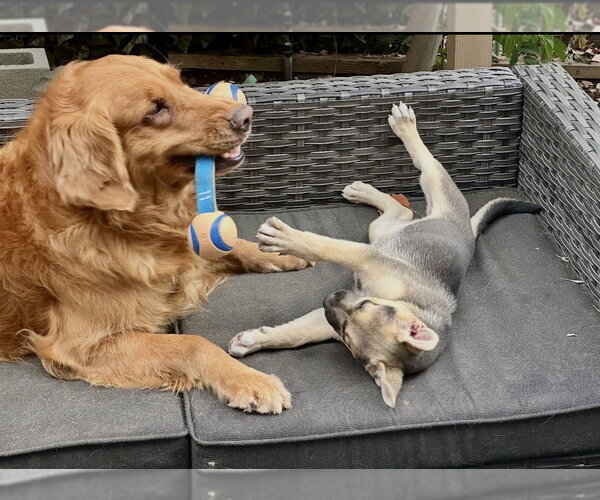 Medium Photo #3 Labrador Retriever-Unknown Mix Puppy For Sale in Dana Point, CA, USA