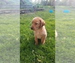 Small Photo #8 Labrador Retriever Puppy For Sale in YAKIMA, WA, USA