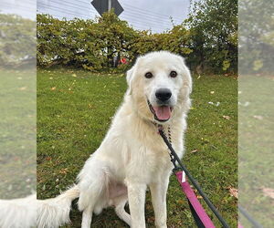 Maremma Sheepdog Dogs for adoption in Vaughan, Ontario, Canada