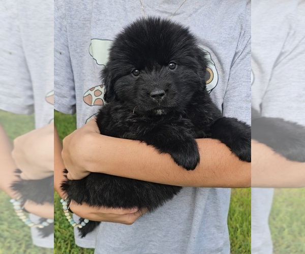 Medium Photo #28 Newfoundland Puppy For Sale in CAMBRIDGE, NE, USA