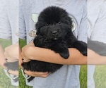 Puppy Puppy 5 Newfoundland