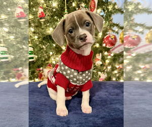 Chihuahua-Unknown Mix Dogs for adoption in Plainfield, IL, USA