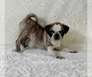 Pug Puppy for sale in GREENFIELD, IN, USA